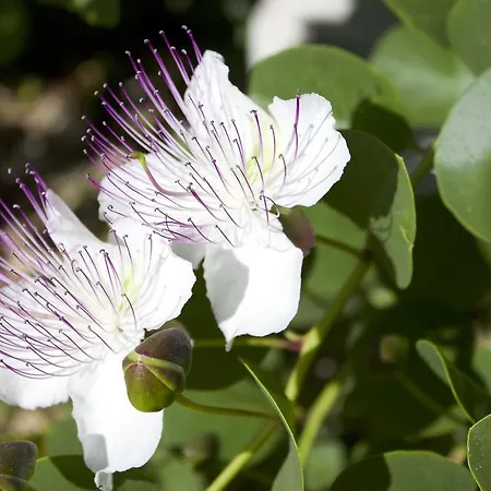 منزل ريفي Antica Aia *