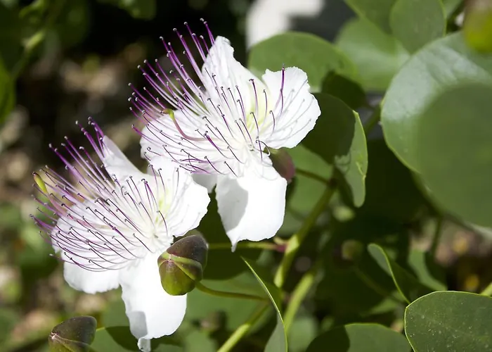 Landhaus Antica Aia *